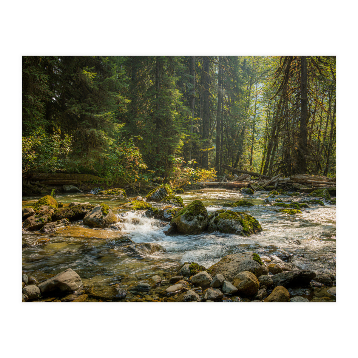 Cascade River (Print Only)