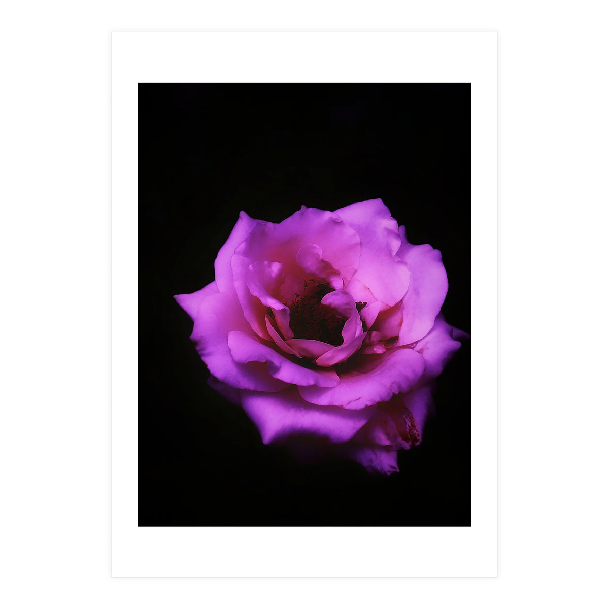 Closeup Pink Rose (Print Only)
