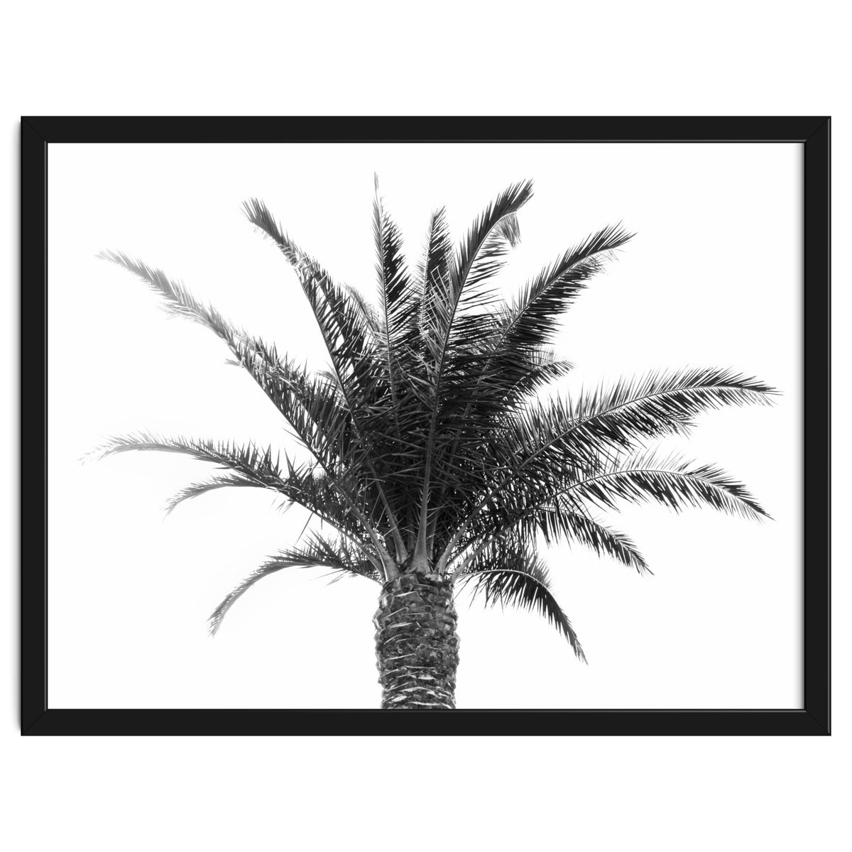 Palm Tree