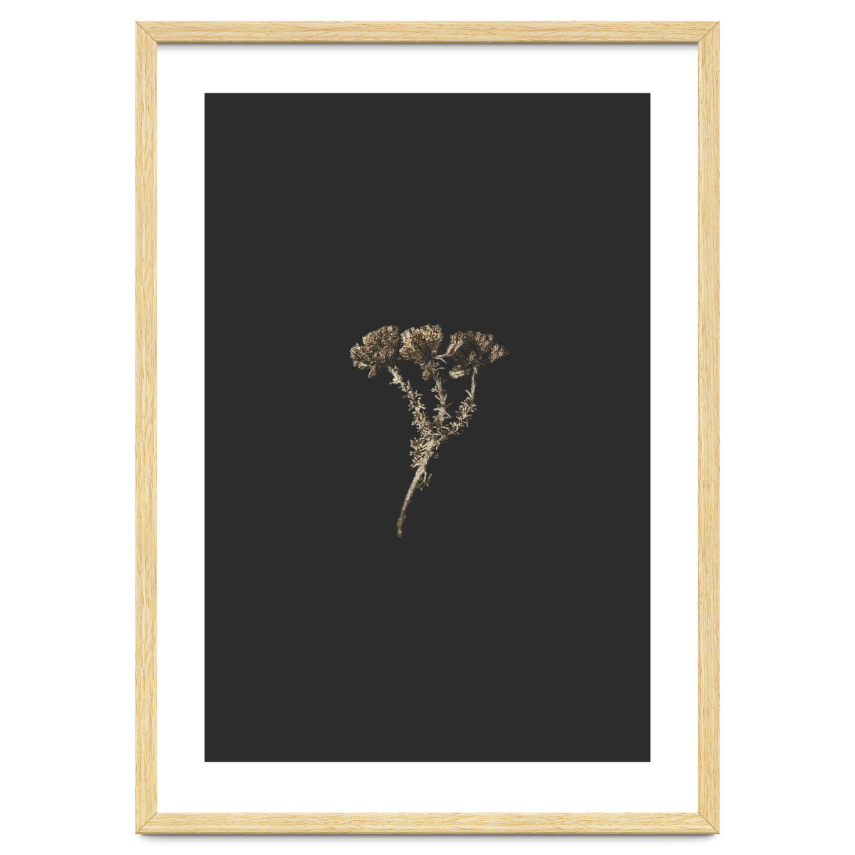 Gold Burst Botanicals