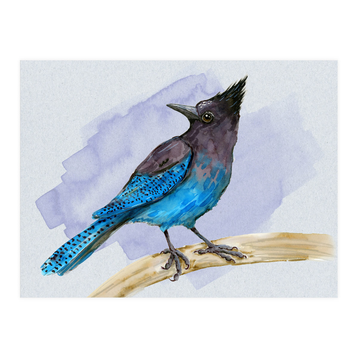Steller's jay watercolor (Print Only)