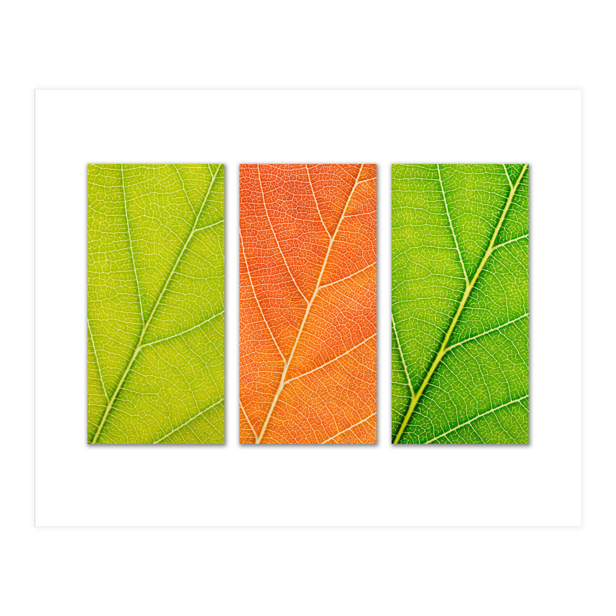 Autumn Leaves (Print Only)