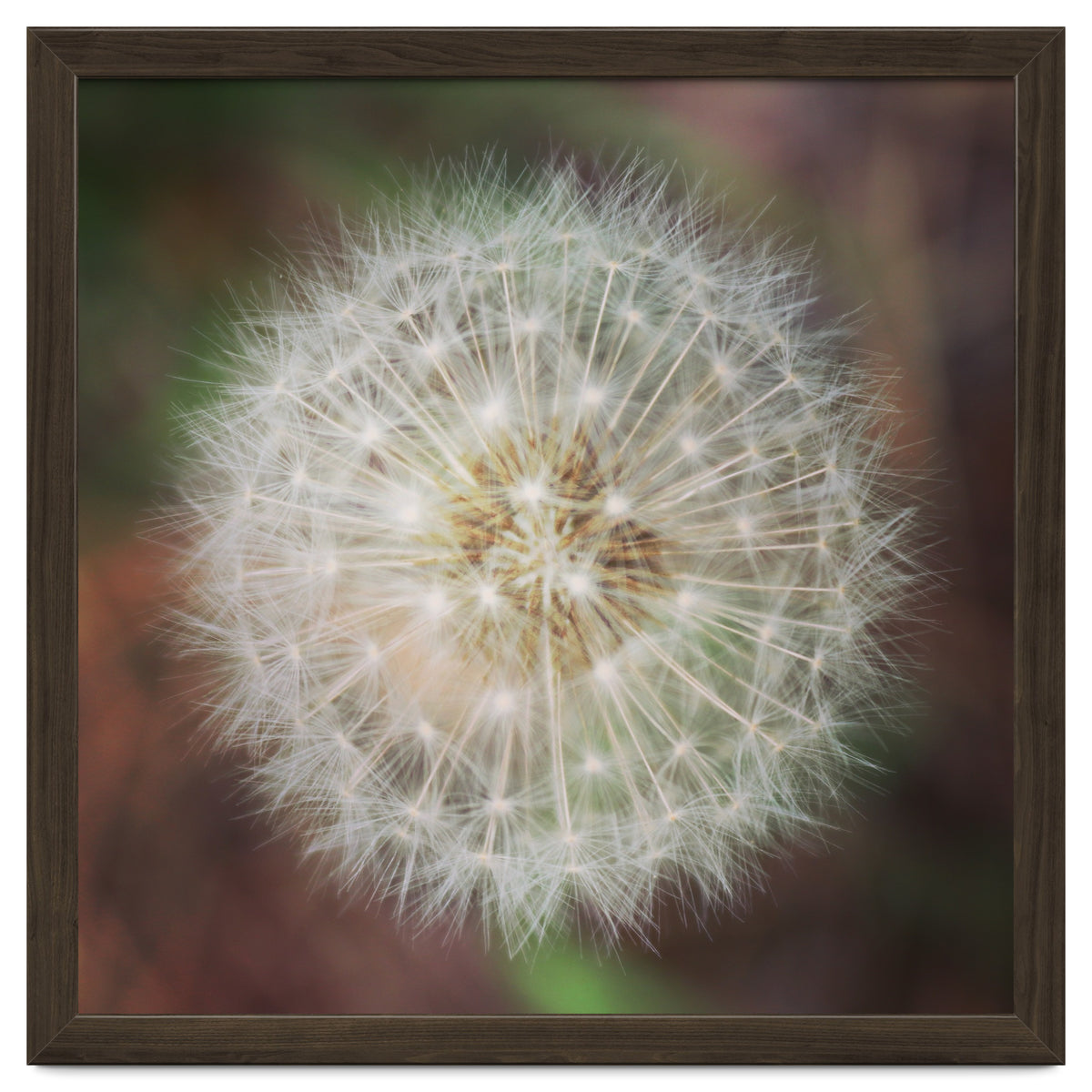 dandelion clock