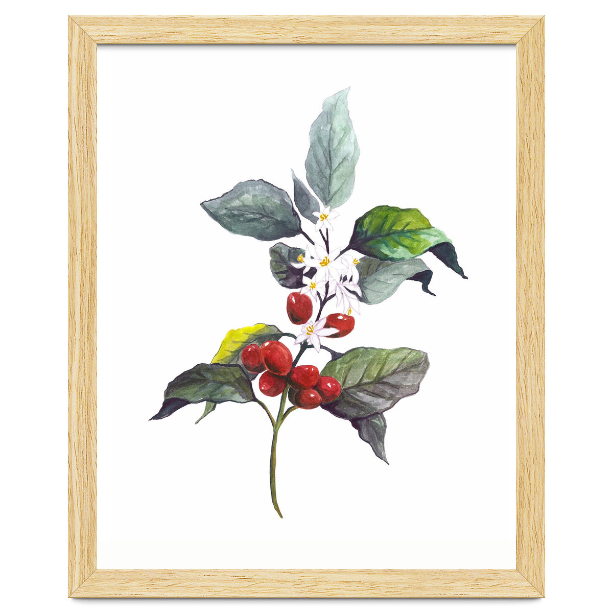 1 Botanical Illustration Kaffee Pflanze