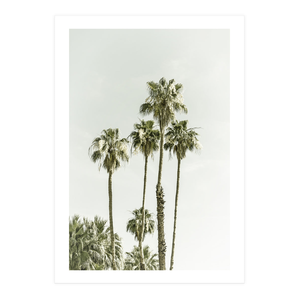 Palm Trees Summertime  (Print Only)