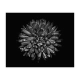 Backyard Flowers In Black And White No 45 (Print Only) thumbnail