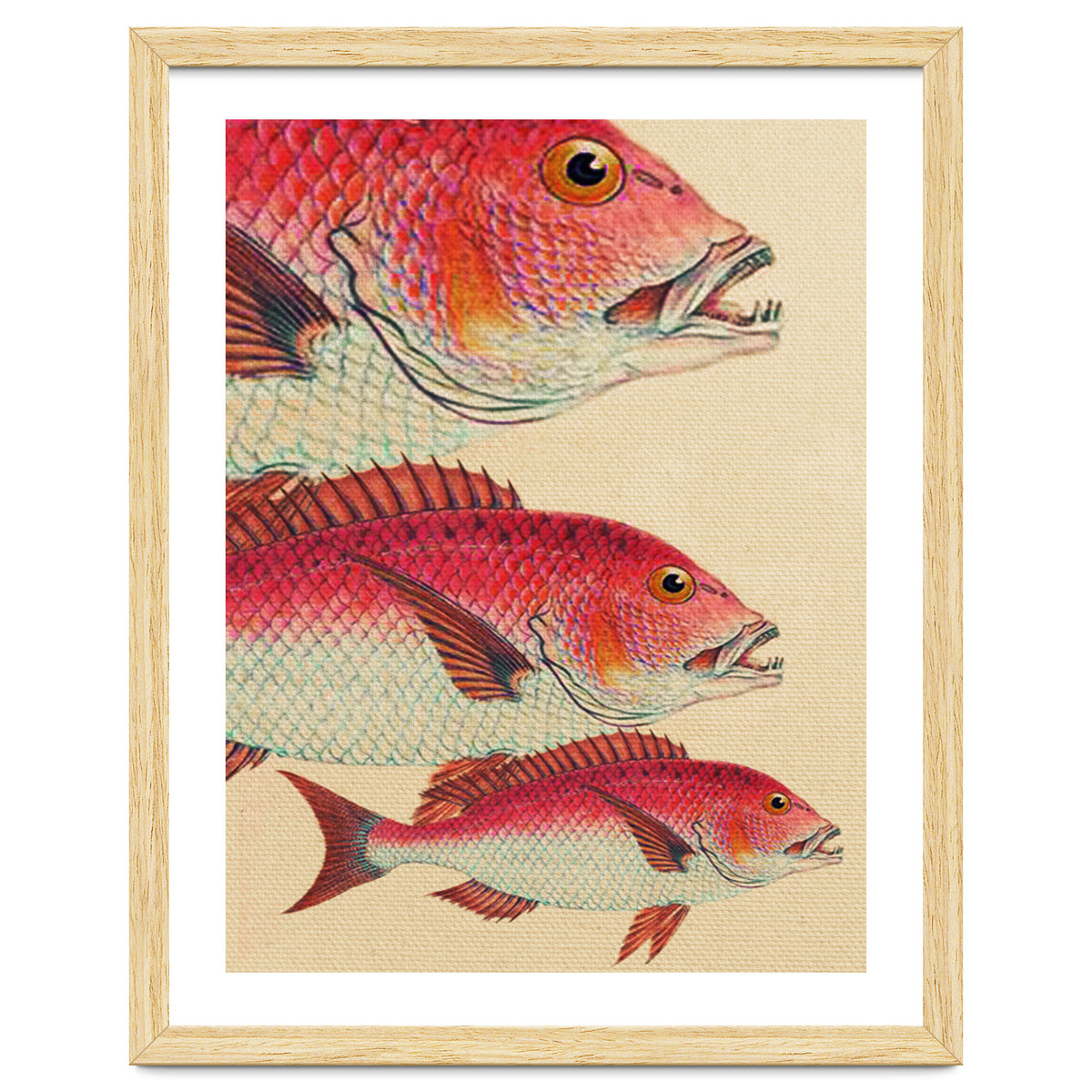 Fish Classic Designs 7