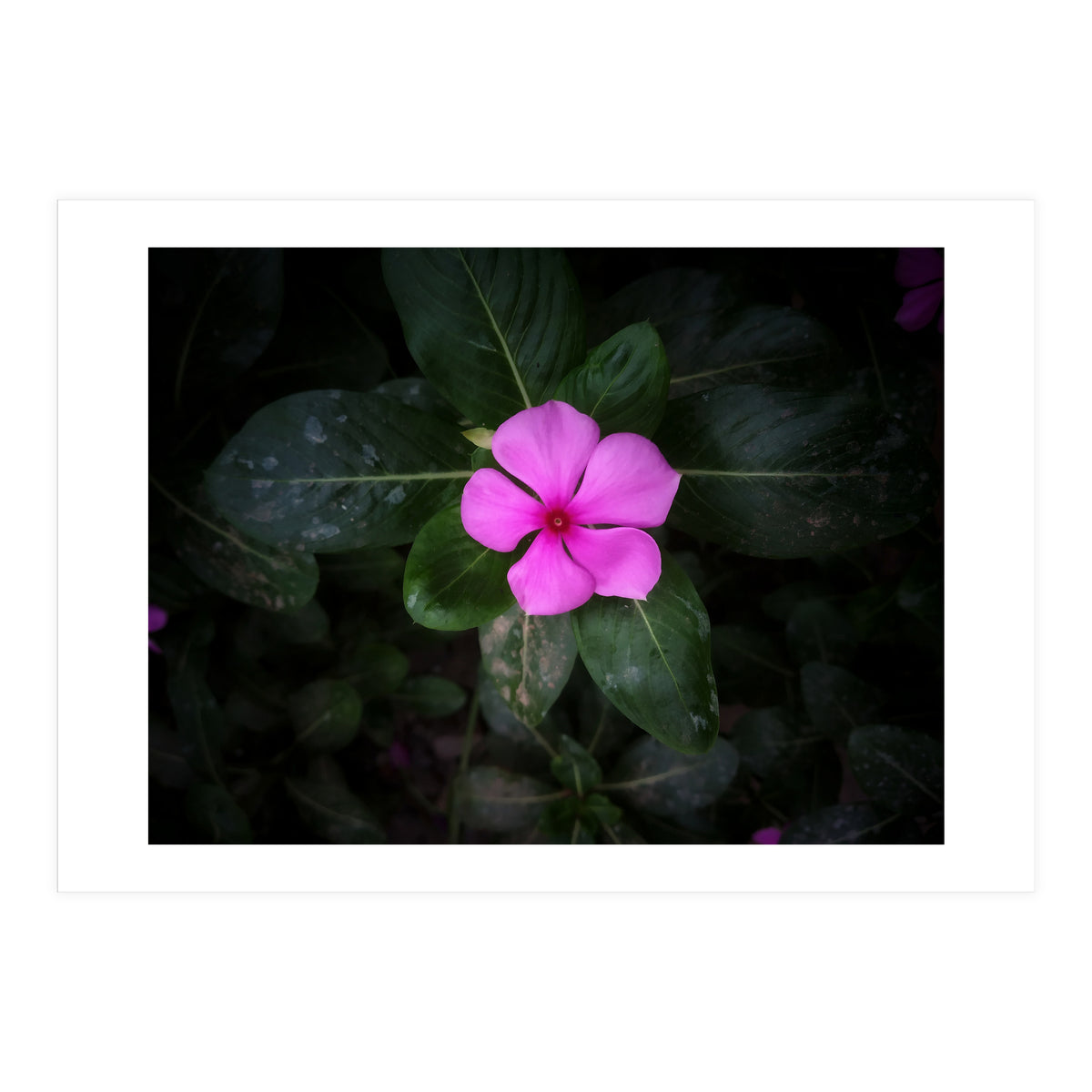 Floral vibes (Print Only)