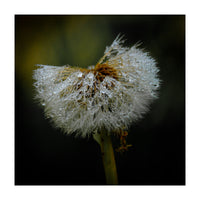 Dandelion with Raindrops (Print Only)