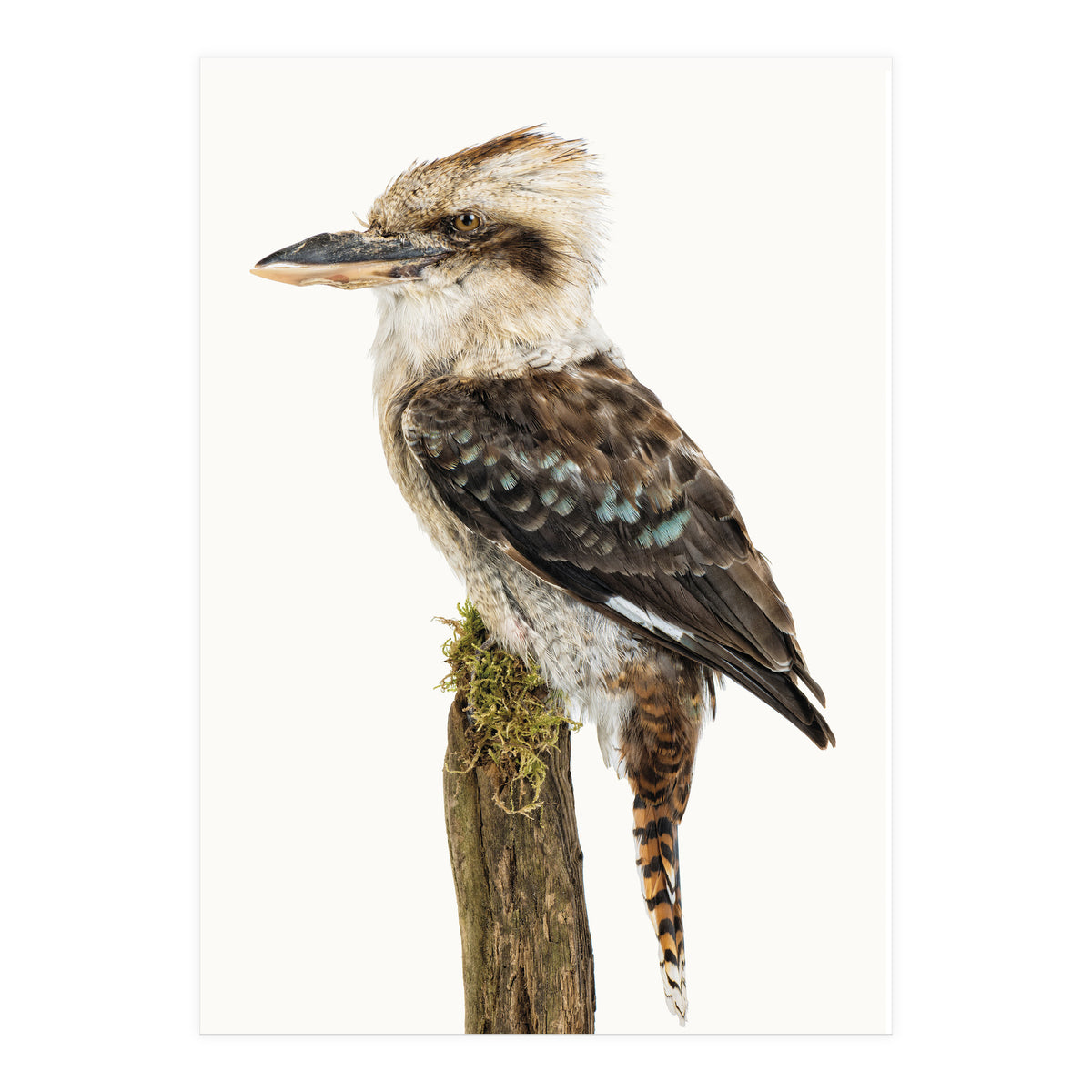 Cc Birds 08 (Print Only)