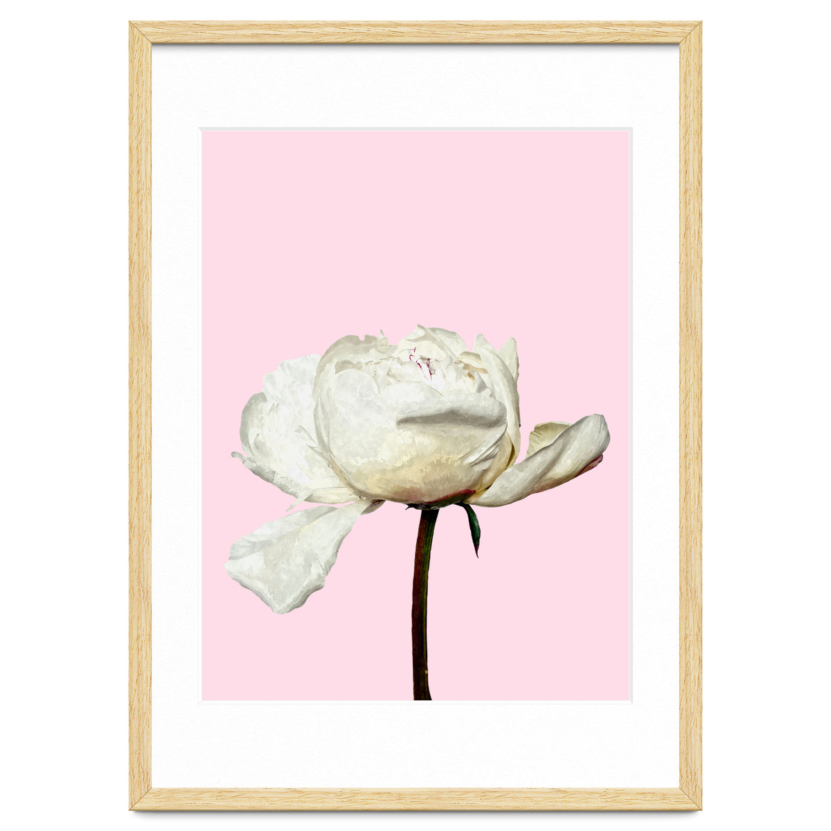 White Peony Pink Background