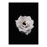 White Rose (Print Only) thumbnail