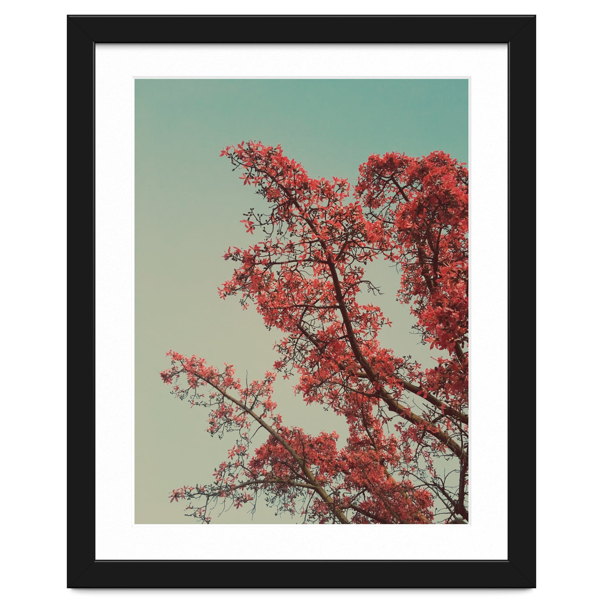Red blossoms