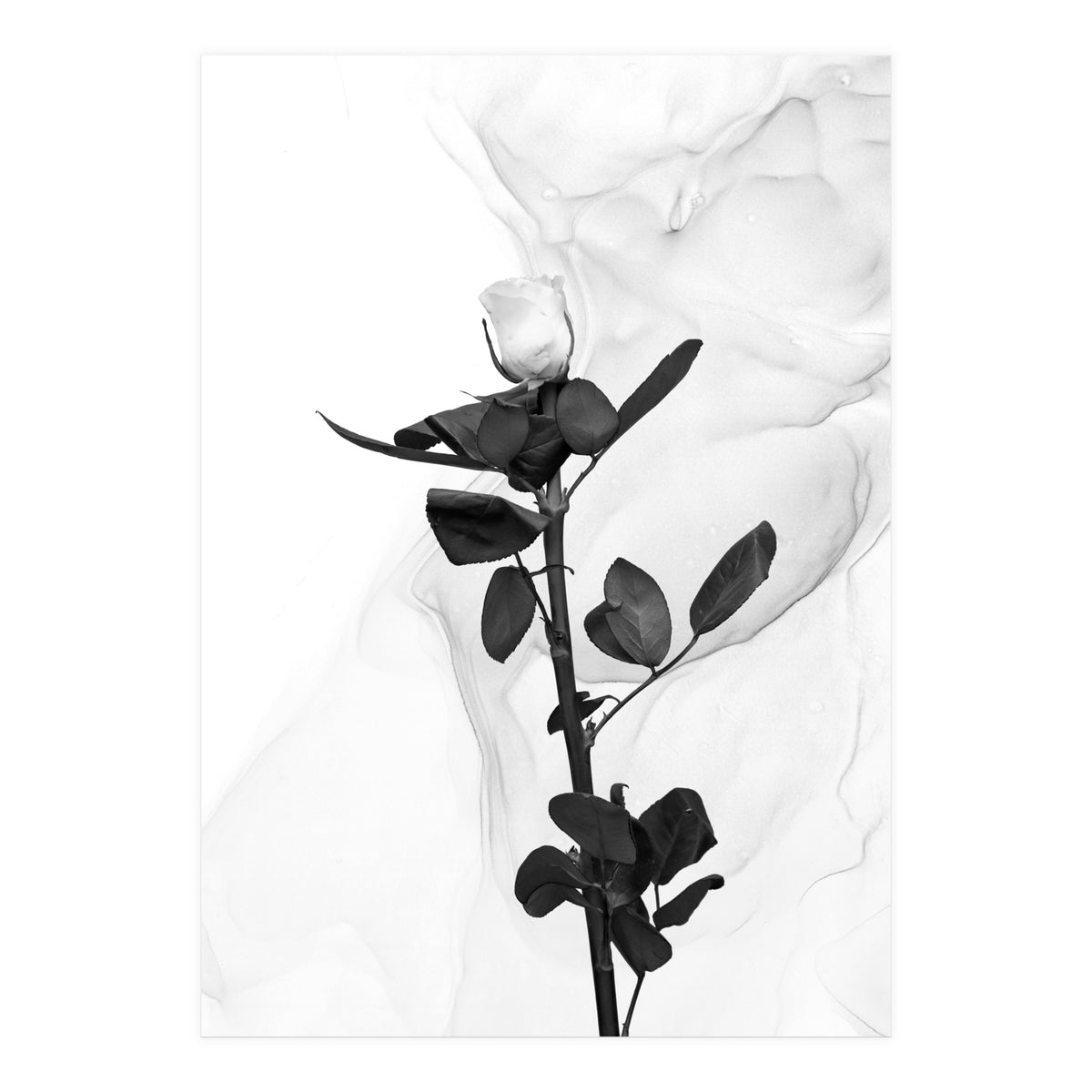 White Rose | Liquid Art  (Print Only)