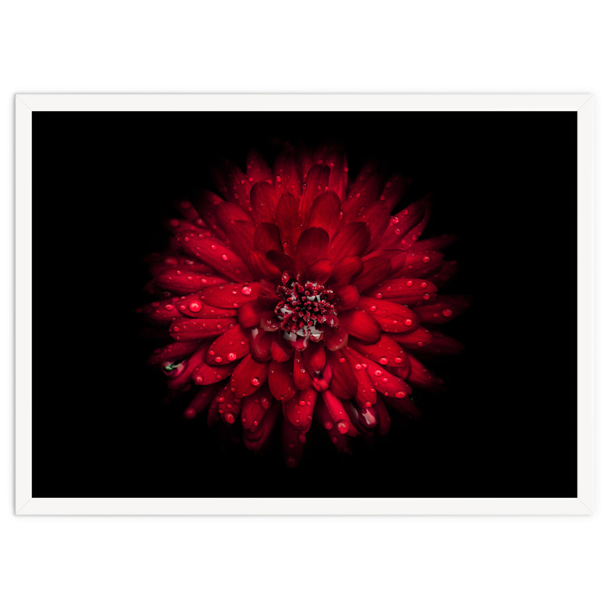 Backyard Flowers 45 Color Version