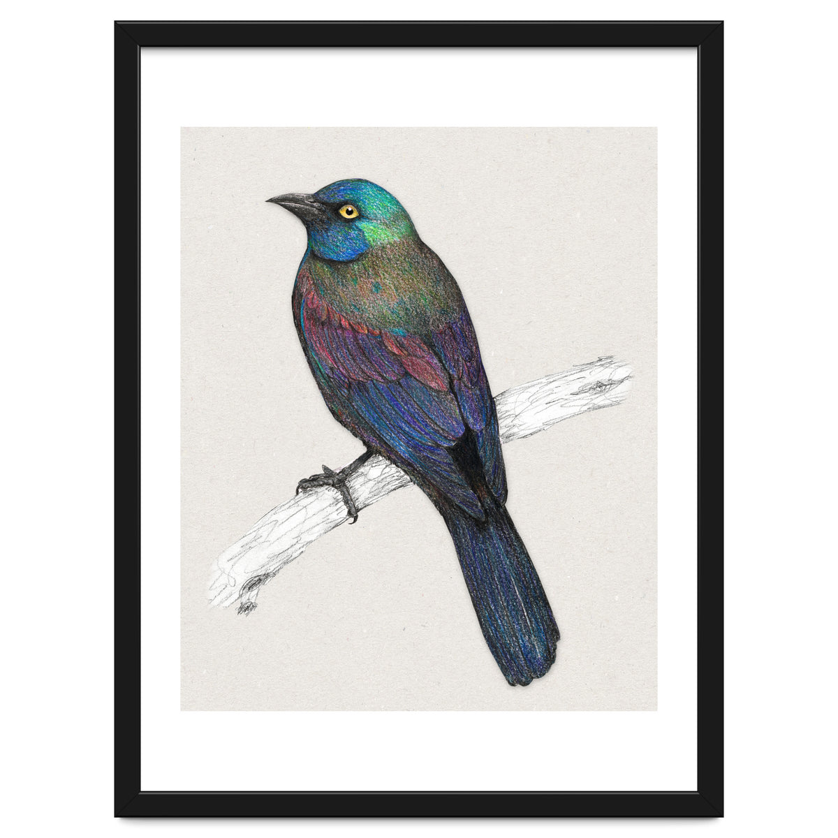 Common Grackle
