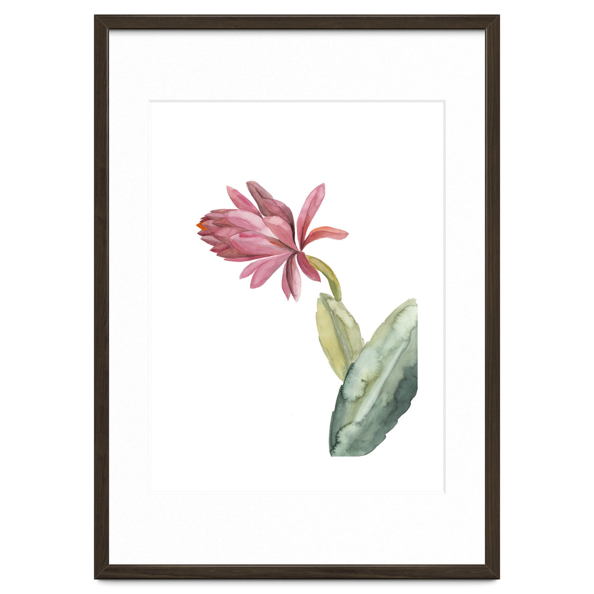 Botanical Illustration Pink Cactus Flower