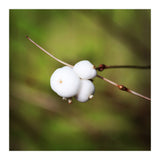 winter berries (Print Only) thumbnail