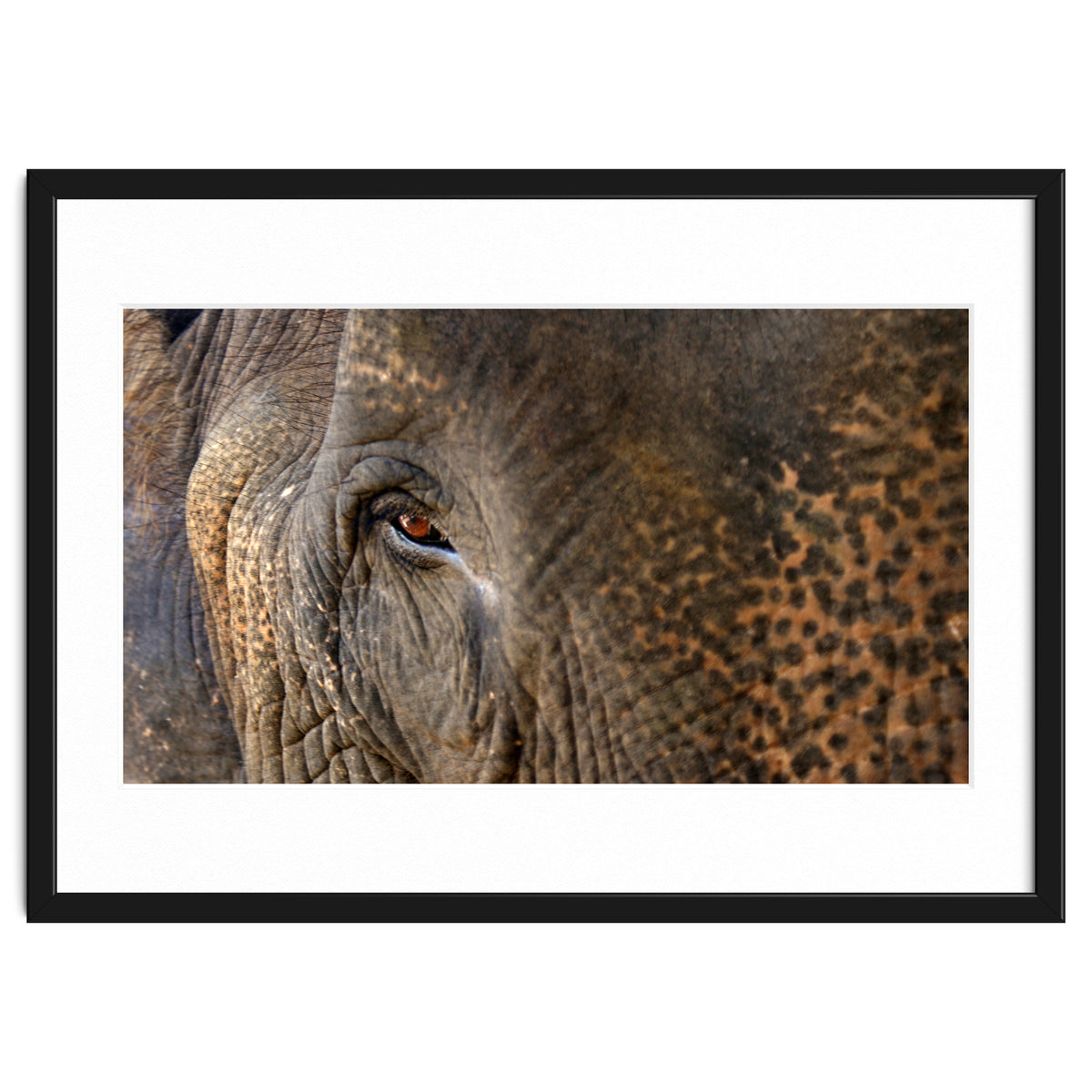 Face To Face - Elephant eye