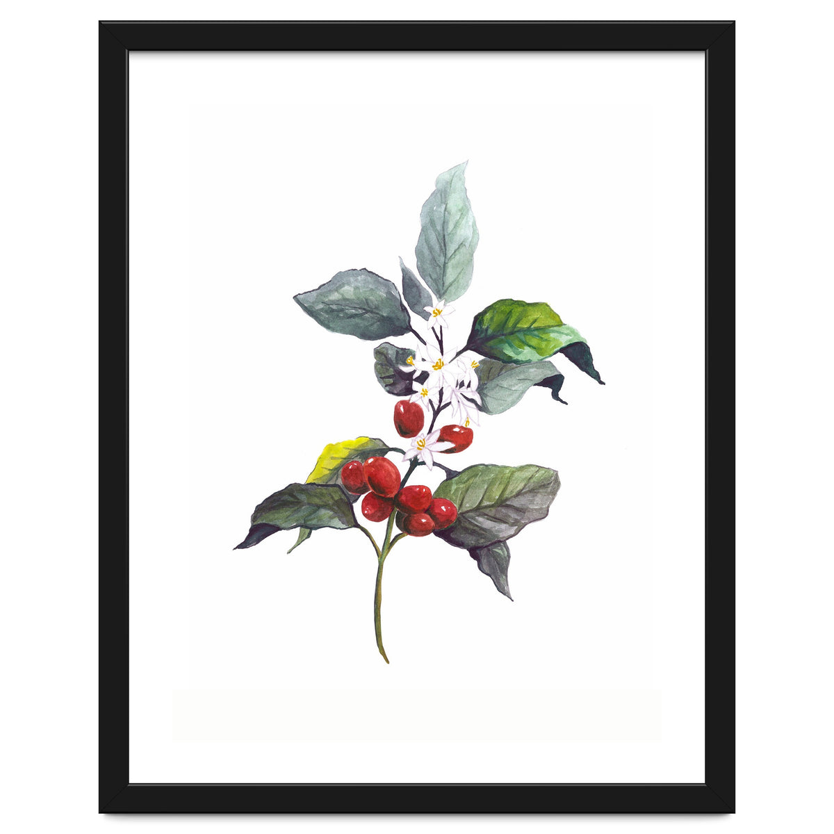 1 Botanical Illustration Kaffee Pflanze