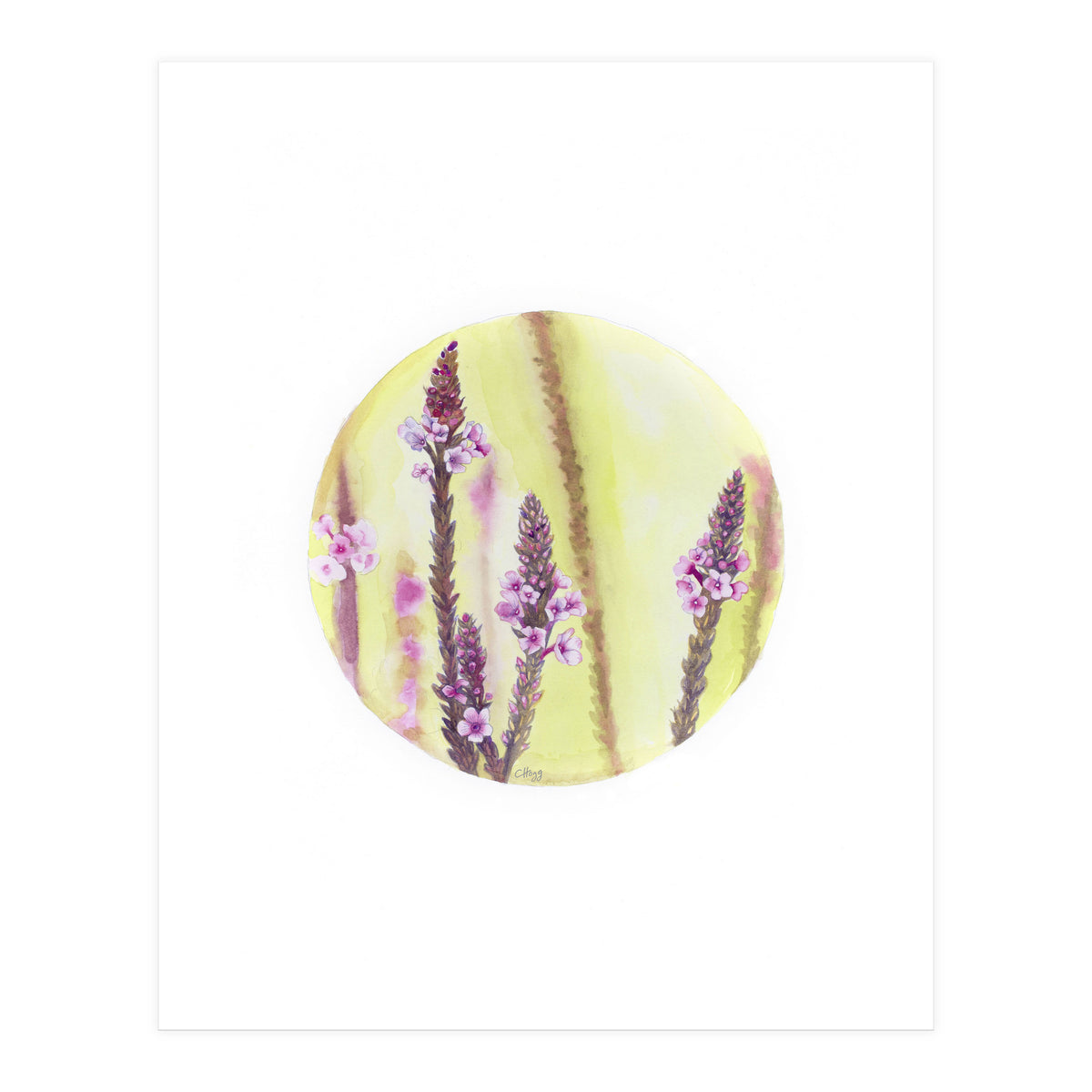 Circular Verbena (Print Only)