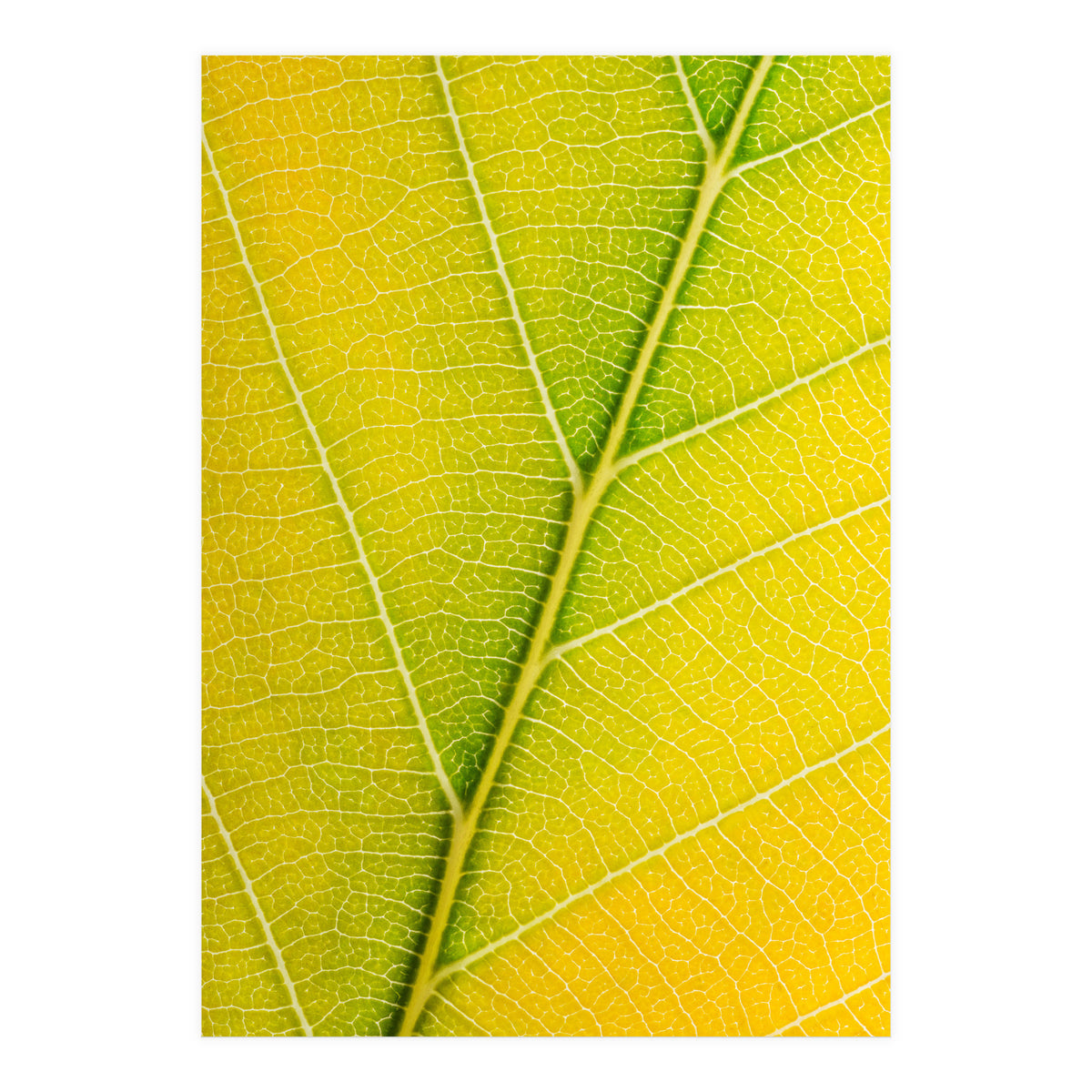 Autumn Leaf (Print Only)