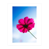 RED FLOWER (Print Only) thumbnail