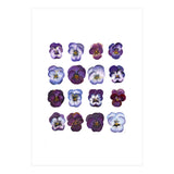 A Watercolour Study Of Violas (Print Only) thumbnail