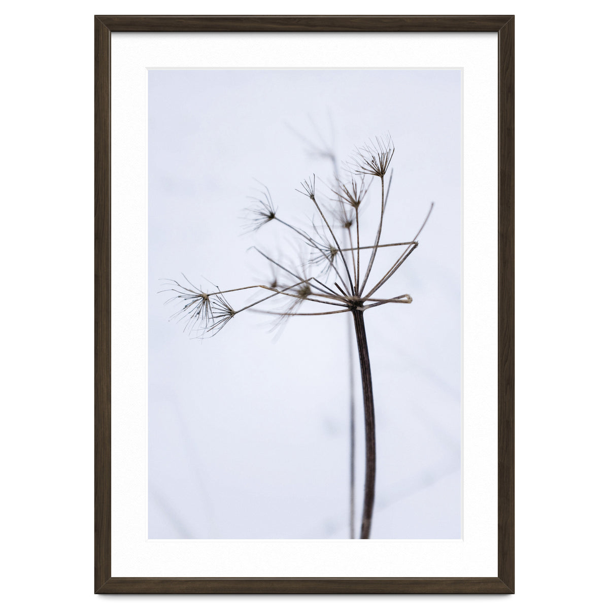 Wildflower in Winter