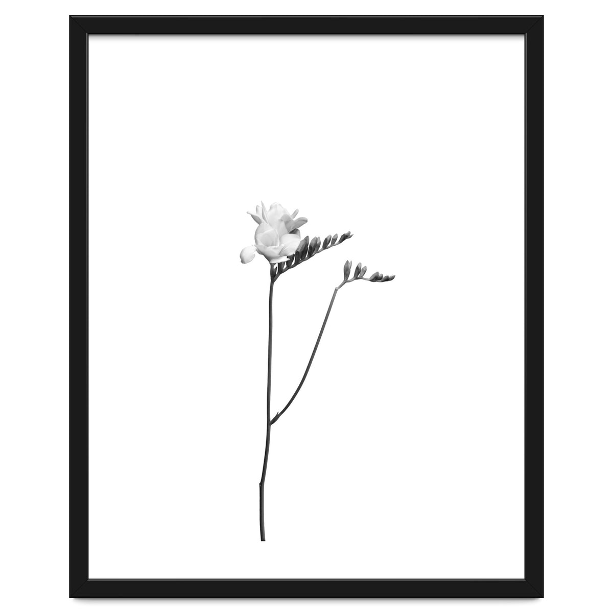 Freesia | bright design