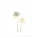 Neutral Dandelions (Print Only) thumbnail