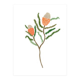 Banksia Flowers (Print Only) thumbnail