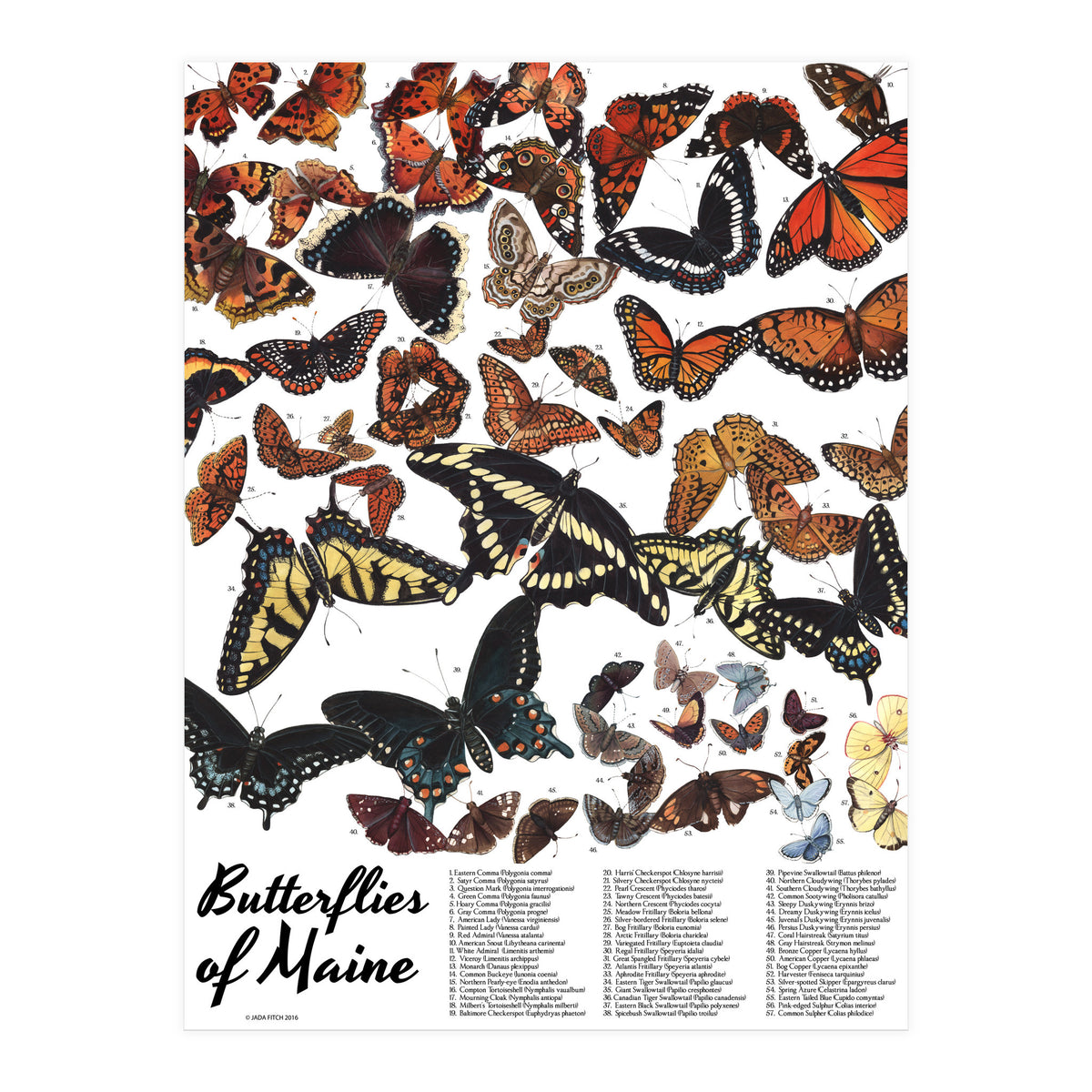 Maine Butterflies Chart (Print Only)