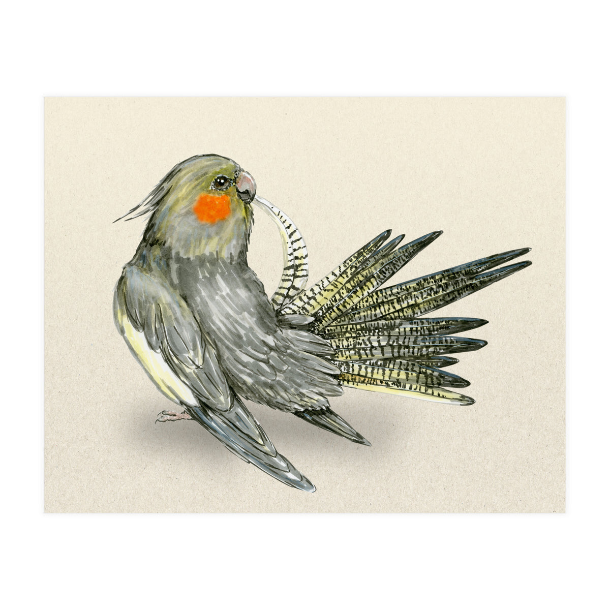Preening cockatiel (Print Only)