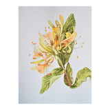 Honeysuckle (Print Only) thumbnail