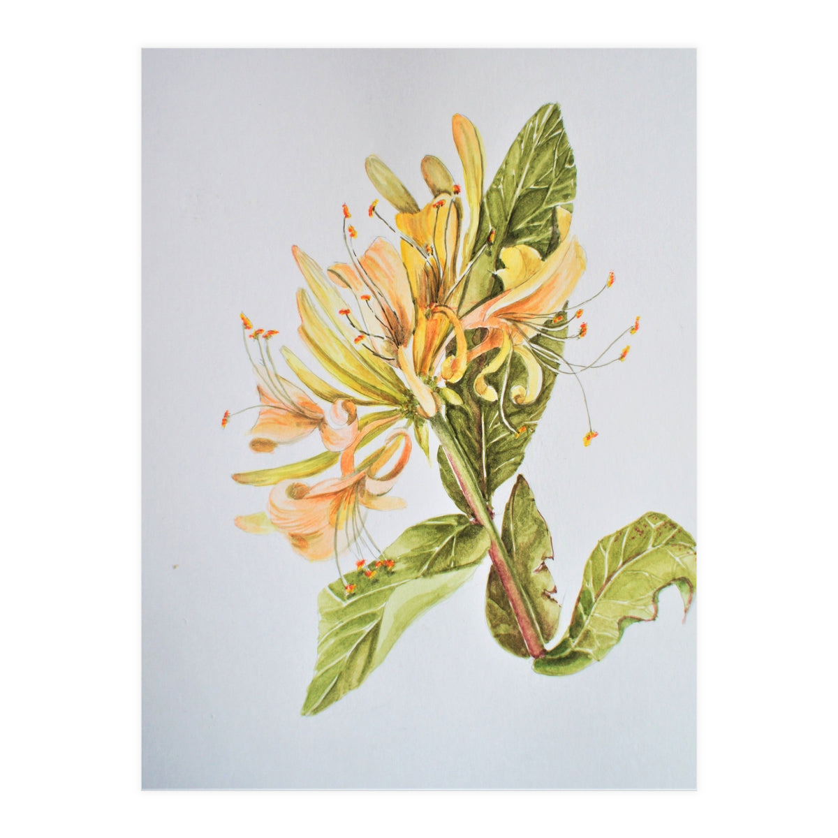 Honeysuckle (Print Only)