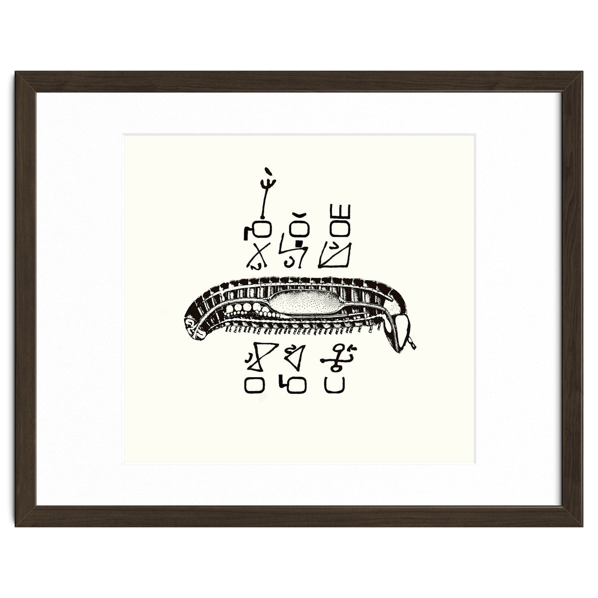 Diplopod David Felix