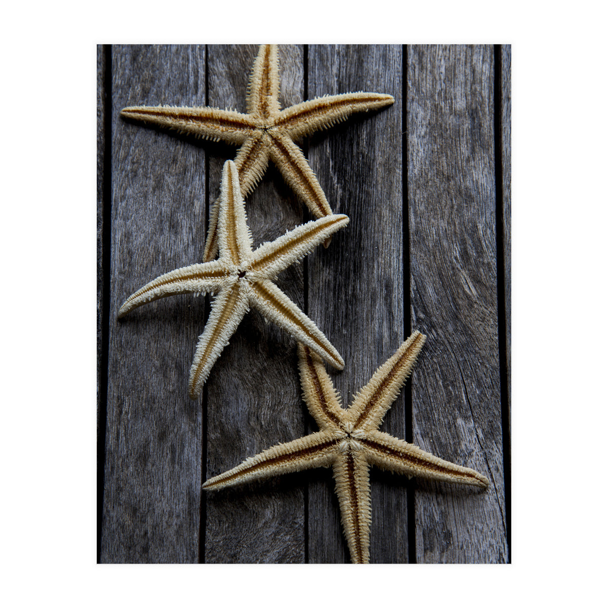 Starfishes in wooden (Print Only)