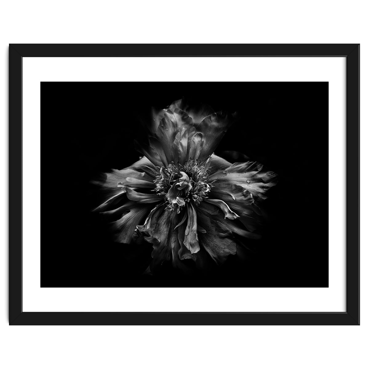 Backyard Flowers In Black And White No 49