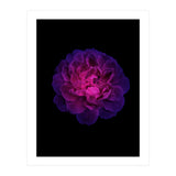 Blooming Nature (Print Only) thumbnail