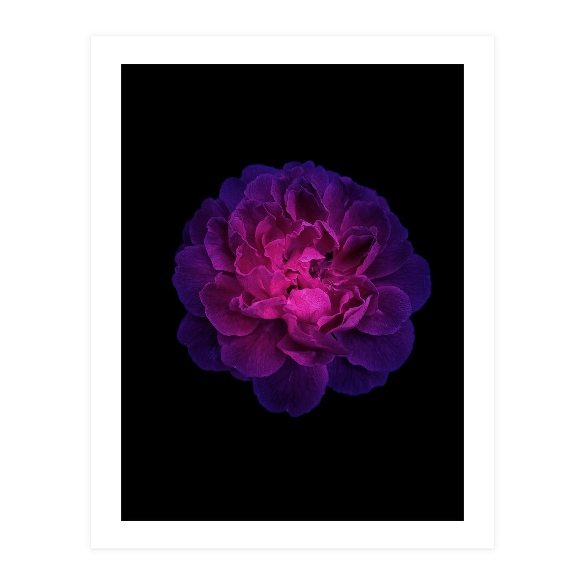 Blooming Nature (Print Only)