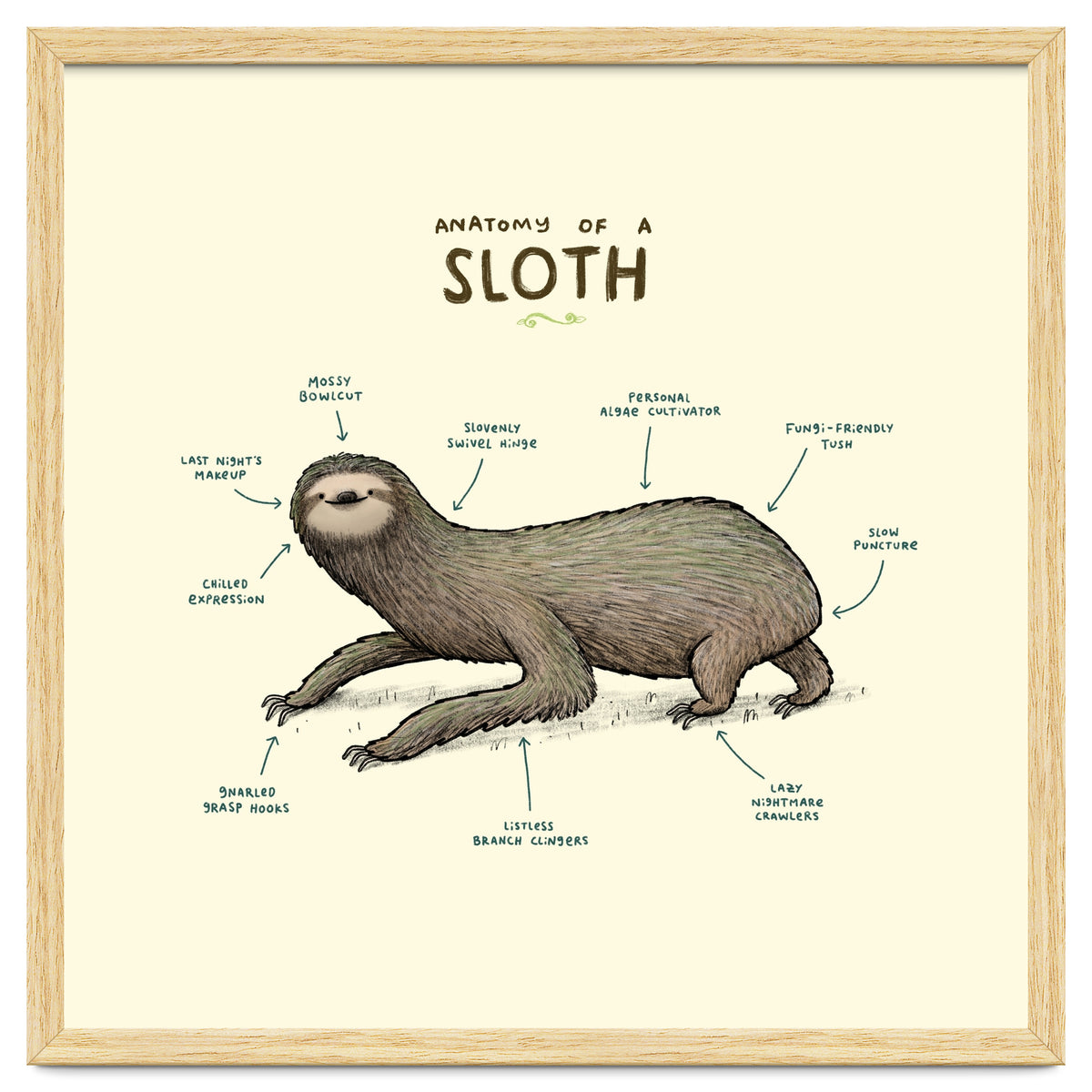 Anatomy Of A Sloth