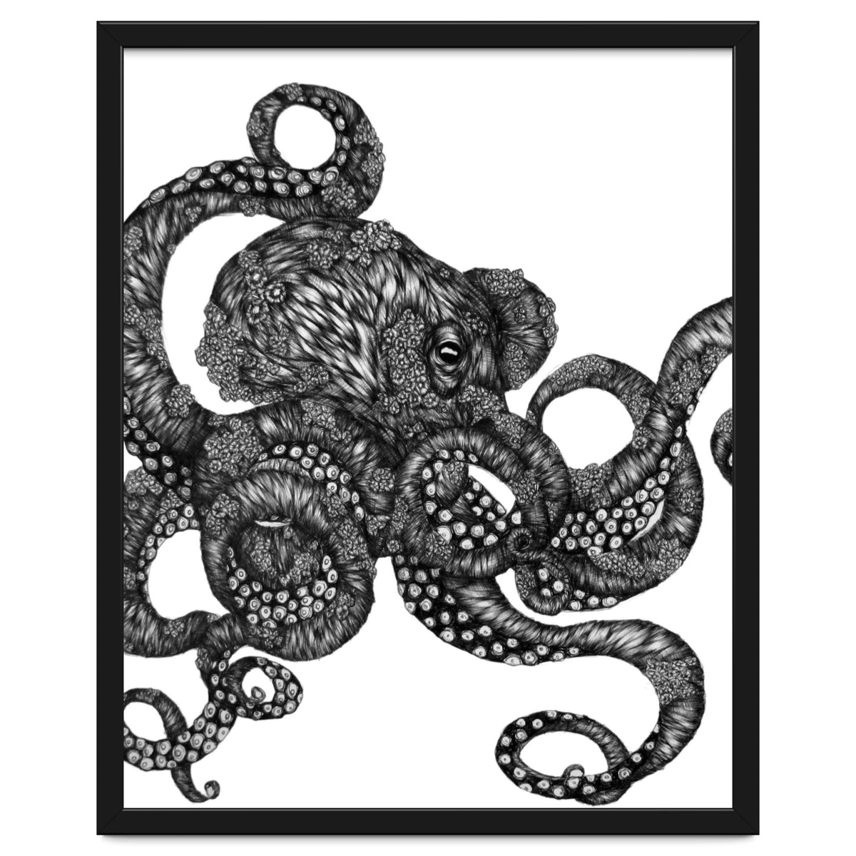 Barnacle Octopus