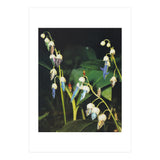 Fishflower (Print Only) thumbnail