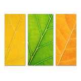 Autumn Leaves (Print Only) thumbnail