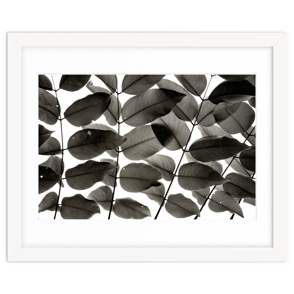 Branches and Leaves I