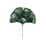 Botanical Illustration Ginko (Print Only) thumbnail