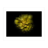 Backyard Flowers No 41 Color Version (Print Only) thumbnail