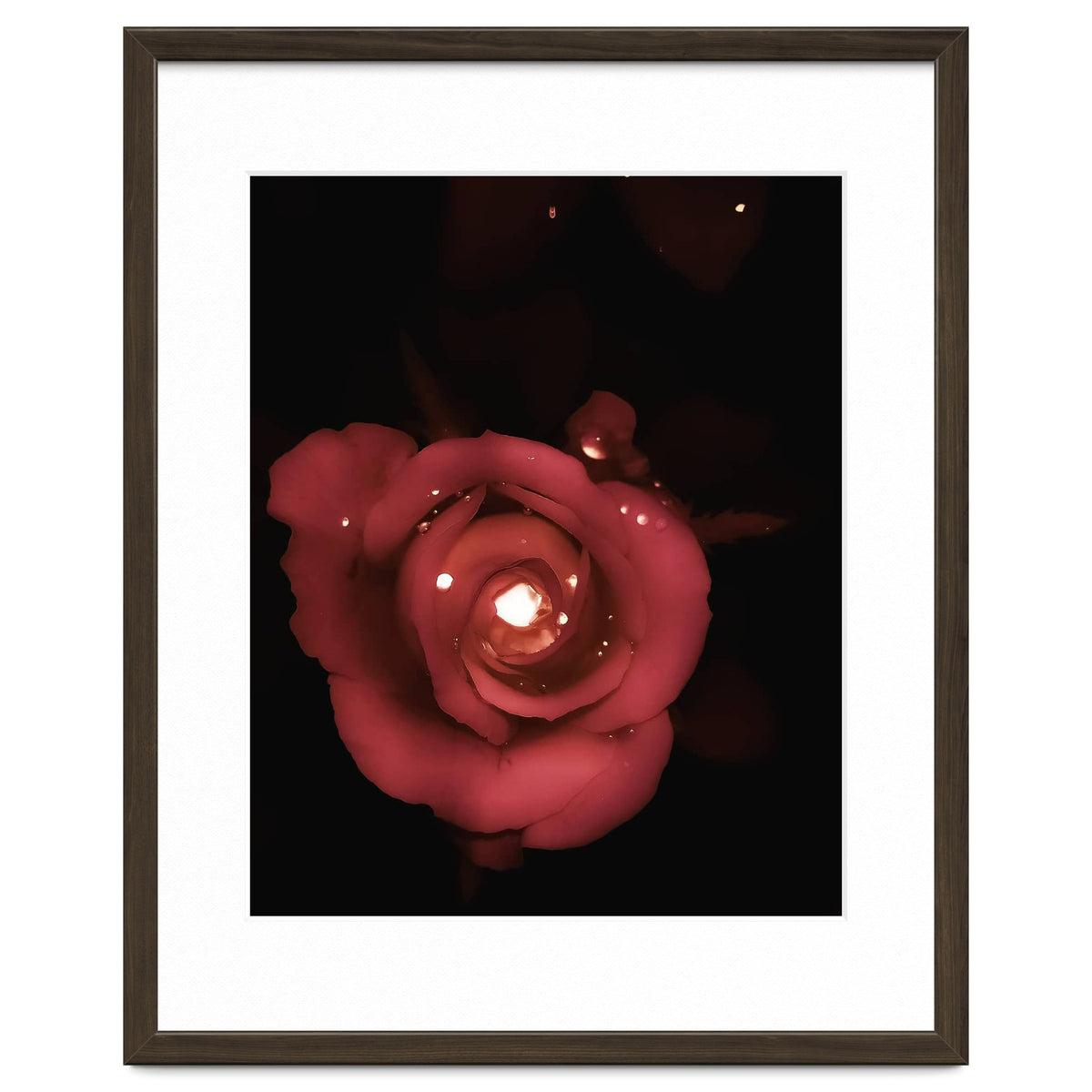 Lighting Rose