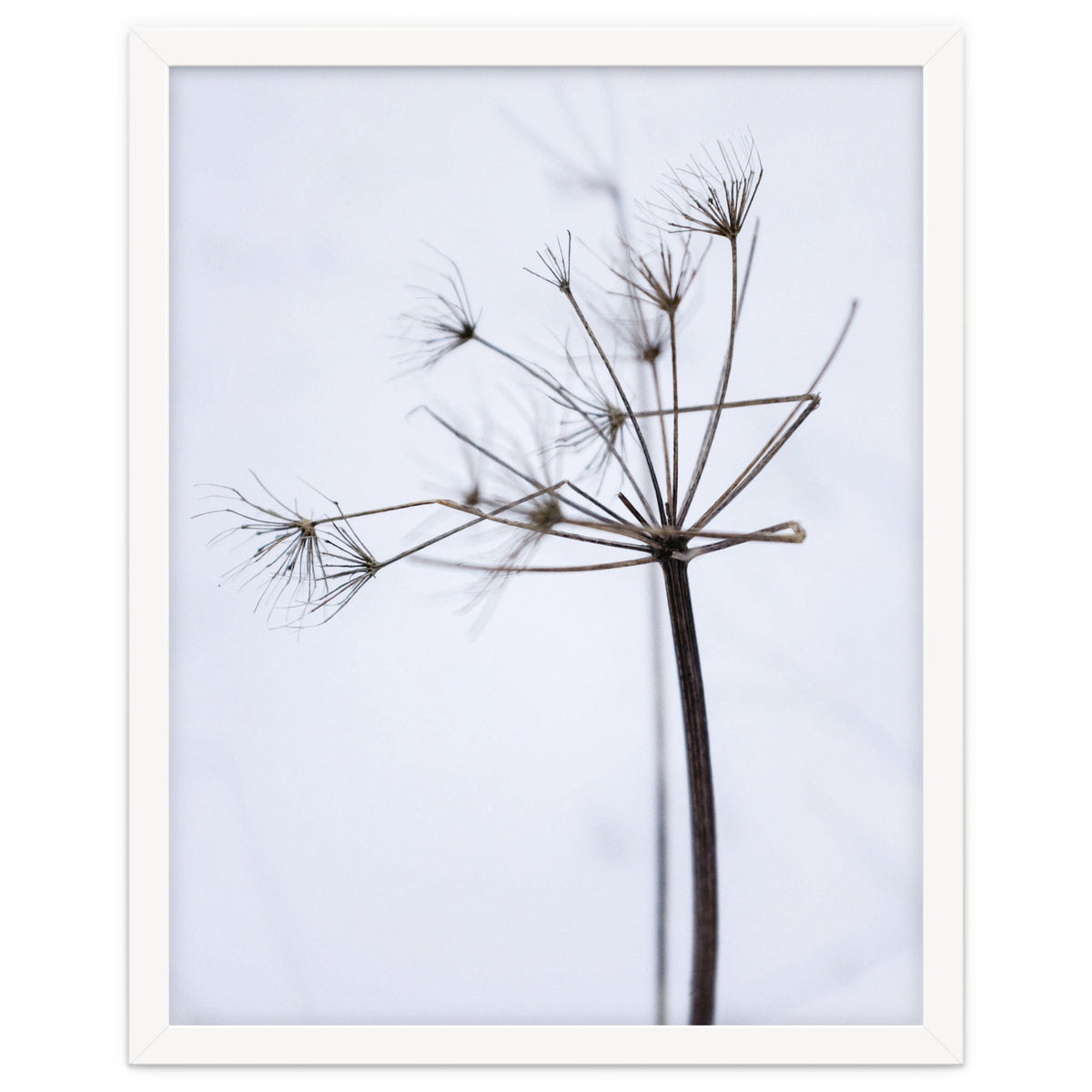 Wildflower in Winter